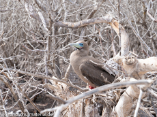 Galapagos-Tiere15.jpg